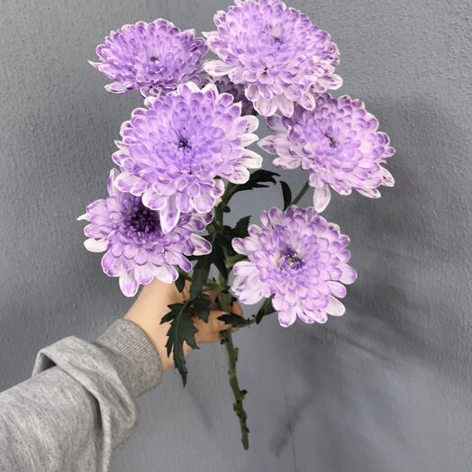 Хризантема кустовая лавандовая💜