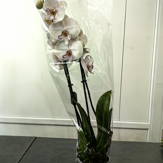 Орхидея