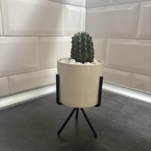 Эхинокактус Грузони 🌵