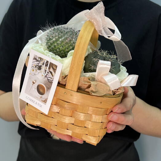 Комнатные растения в корзинке «Любимому кактусенку» 🌵