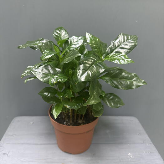 Кофейное дерево (Coffea arabica)