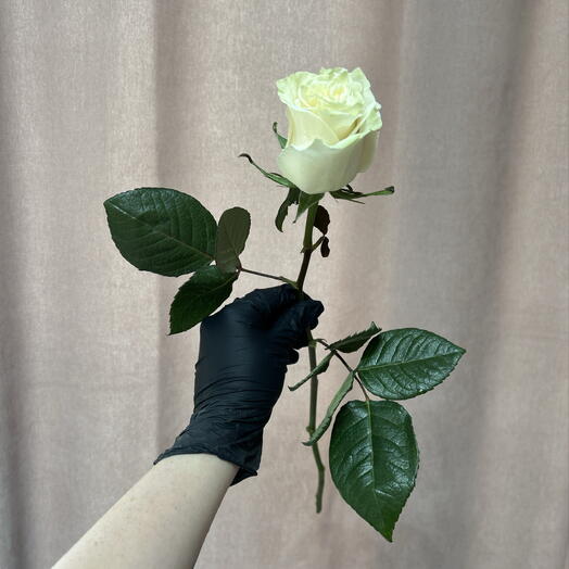 Роза белая Мондиаль премиум 🌷