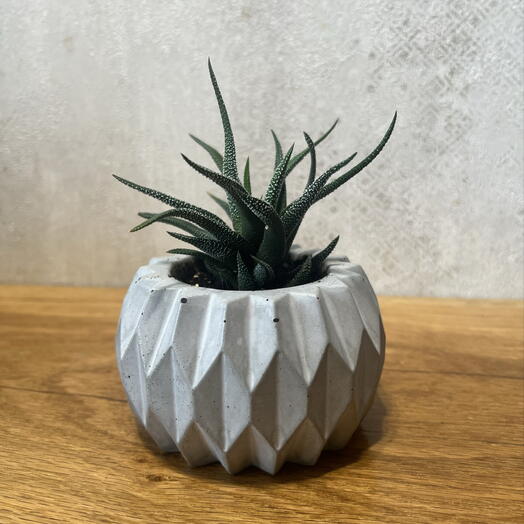 Хавортия (лат. Haworthia.) в подарочном оформлении 🎁