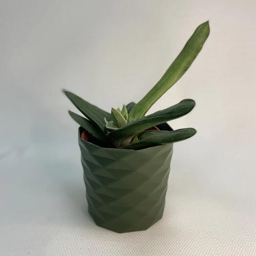 Гастерия / Gasteria