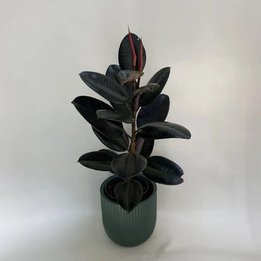 Фикус Эластика Абиджан /Ficus elastica  Abidjan