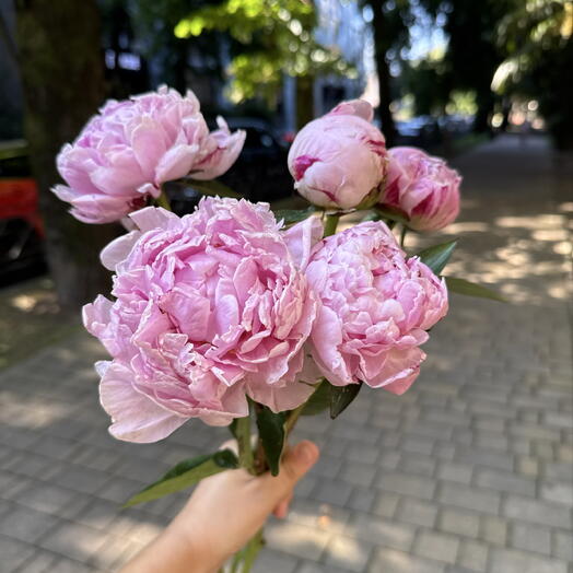 Пион шик