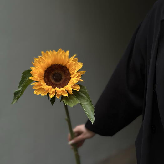 Подсолнух 🌻