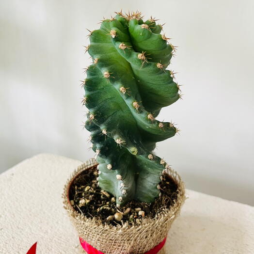 Коллекционный кактус Цереус спиральный — Cereus Spiralis