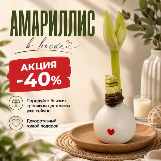 Луковица Амариллиса в воске «Сердце»