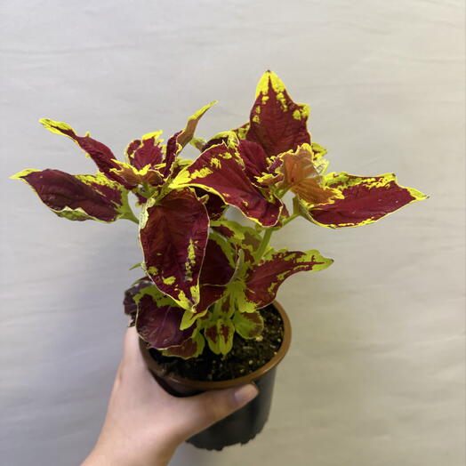 Колеус (Coleus) — декоративная крапивка