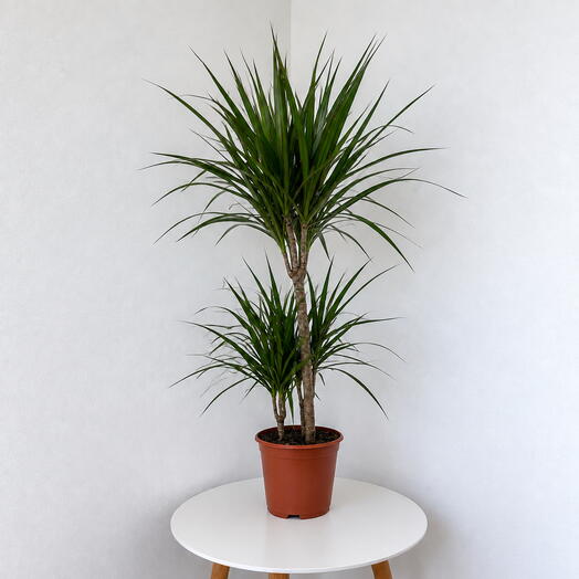 Dracaena marginata
