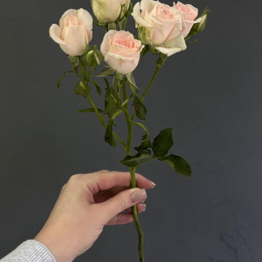 Кустовые розы пудра💐