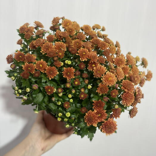 ROCOCO FLOWER