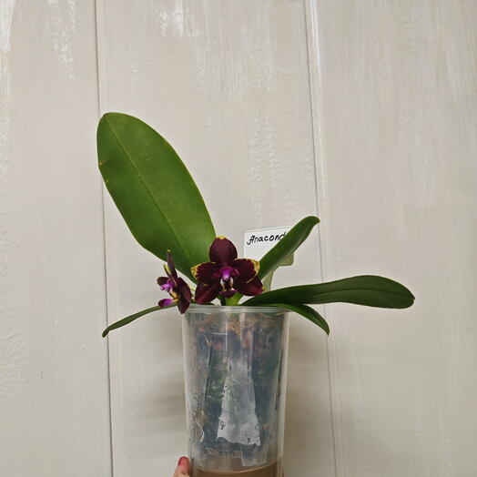 Phalaenopsis "Анаконда"