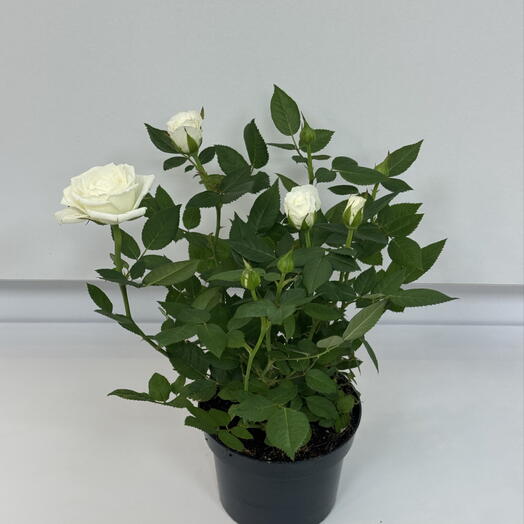 Роза кустовая белая в горшке