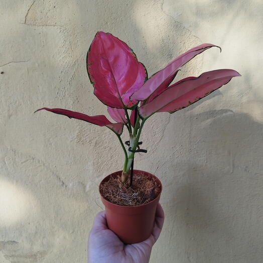 Аглаонема Red