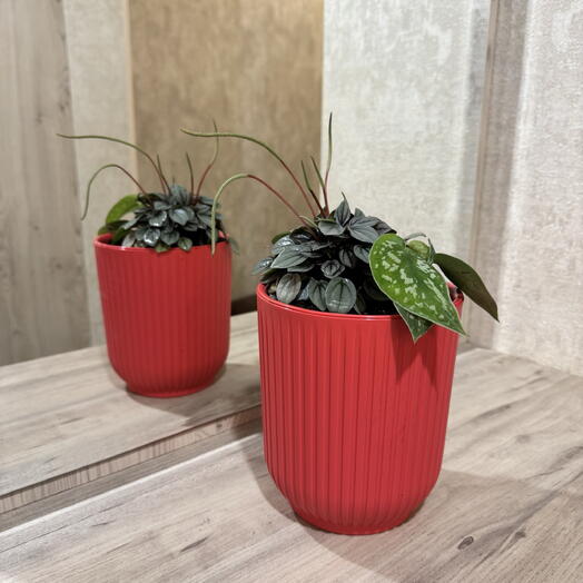 Коралловый риф