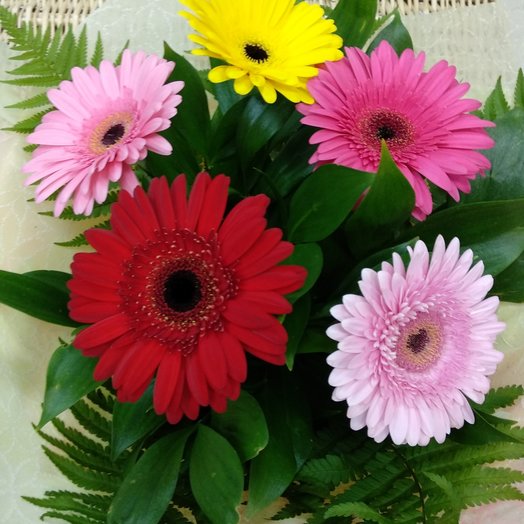 Gerbera
