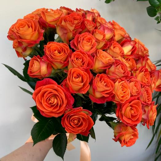 Bush rose " Fiesta»