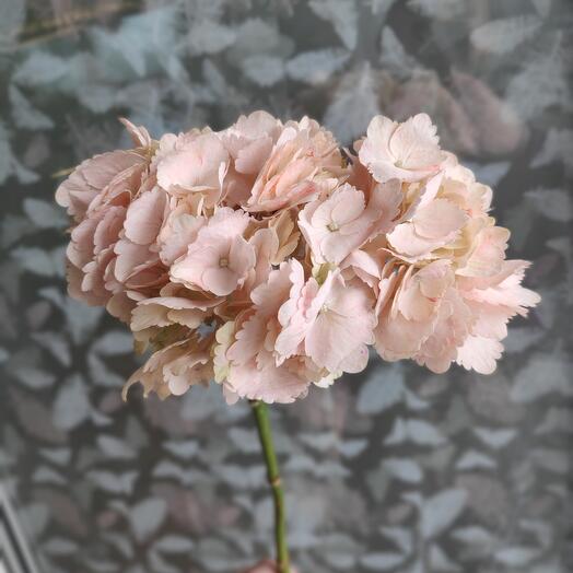 Pink hydrangea