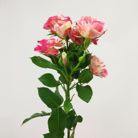 Rosa arbusto "Fairworks"