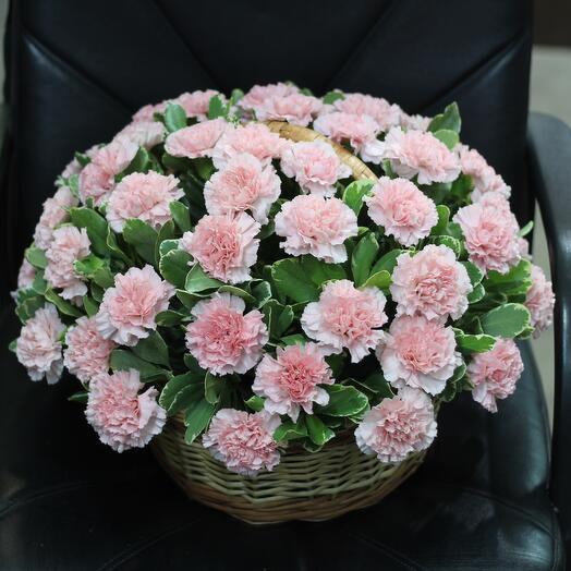 Pink carnations in the basket
