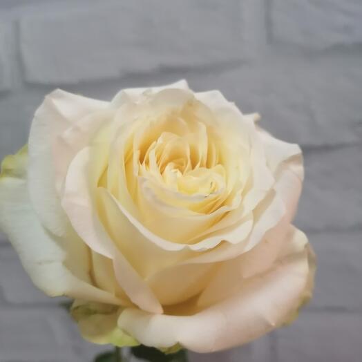 Single-headed rose Ecuador 60 cm mondial