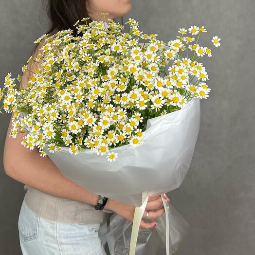 Camomile matricari