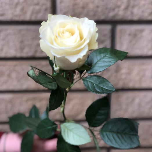 Rosa Blanca 50 cm