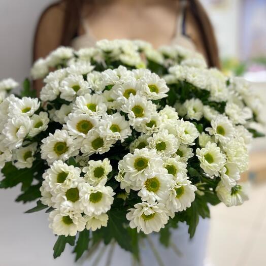 Сантини 15 шт