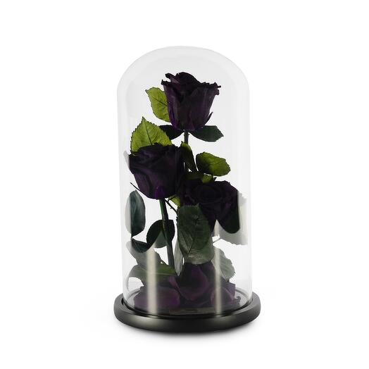 Purple Preserved Roses in a Glass Dome Trio