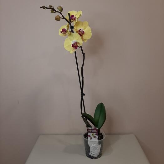 Орхидея (фаленопсис), Live Plants Yekaterinburg, buy at a price of 2250