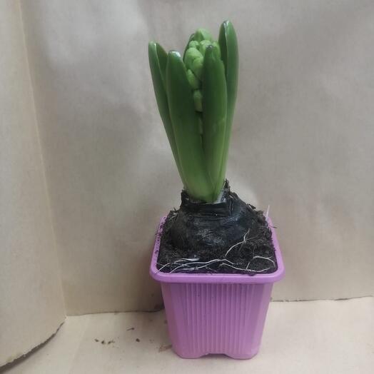 Комнатное растение гиацинт в бутоне