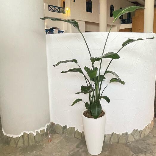 Strelitzia Nicolas 220 cm