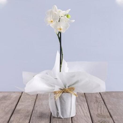 Mini White Orchid Plant in White Wrapping