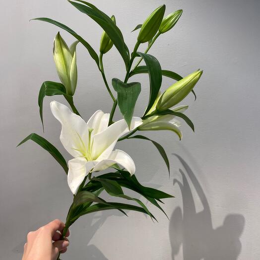 The Lily Branch
