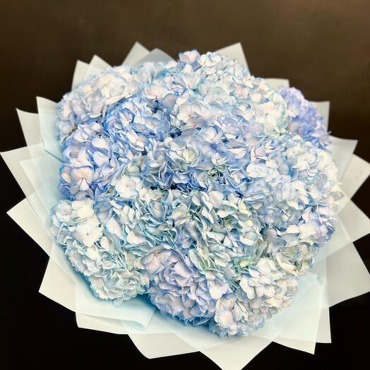17 blue hydrangeas