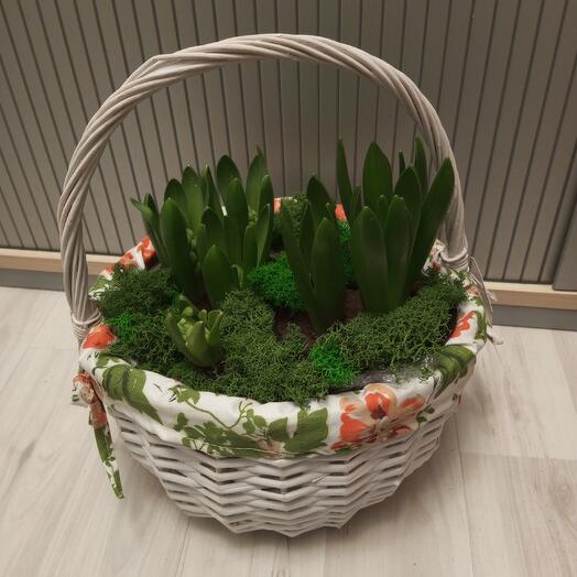 9 гиацинтов в корзине Прованс ред-вайт