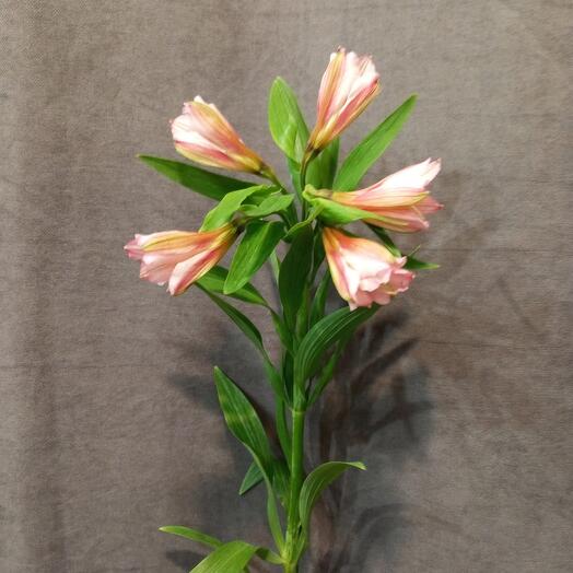 Alstroemeria rosa