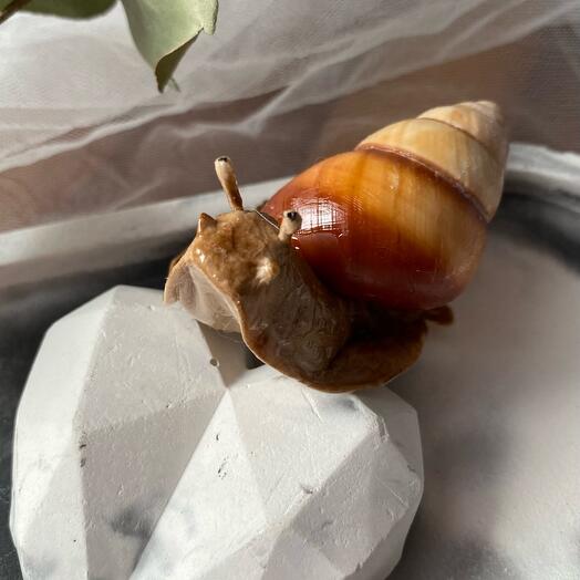 Улиточка Ахатина из холодного фарфора