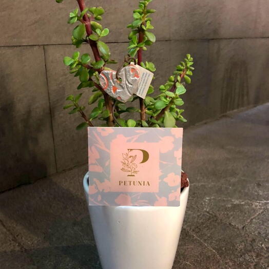 Indoor plant Arbol de la abundancia