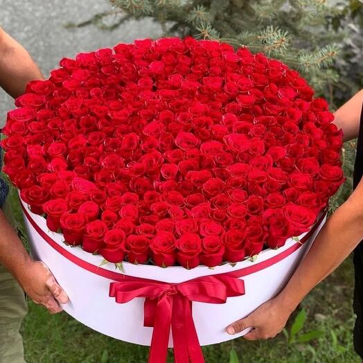 Красные розы в коробке голландские 151