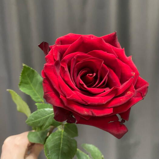 Rosa krasnaya explorer