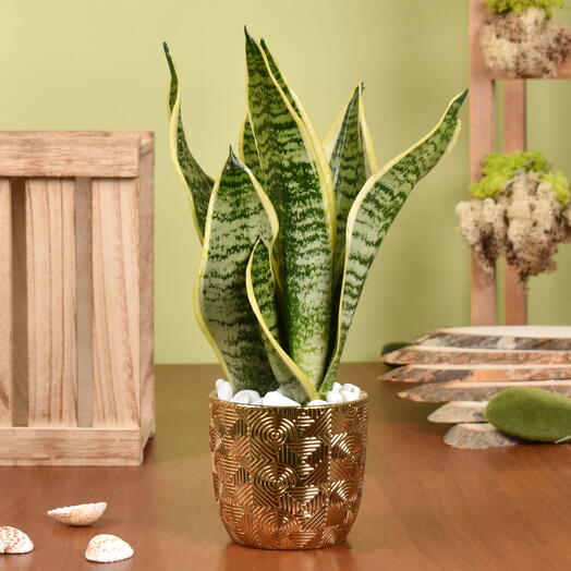 Gold Sansevieria in Premium Planter