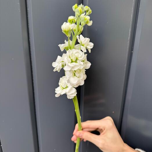 Маттиола белая