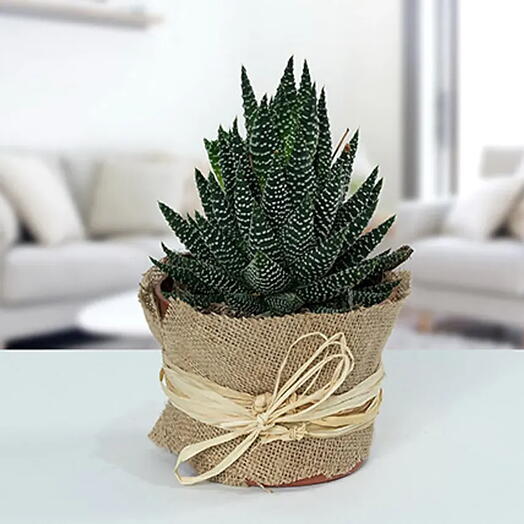 Howarthia Potted Plant In Jute wrap