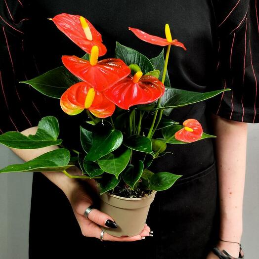 Антуриум Андре Оранжевый (лат. Anthurium Аndraeanum Arange) D8,5см