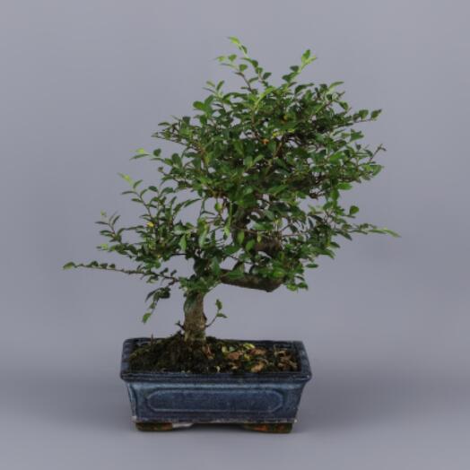 Bonsai Zelkova Parvifolia 6 anos