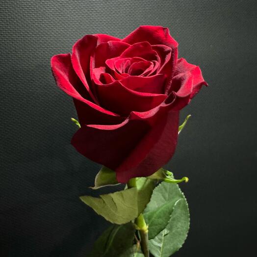 Rosa Ecuador 70 cm