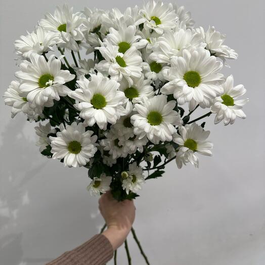 5 веточек ромашковых хризантем